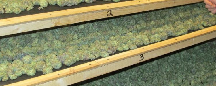 Read more about the article BC Bud Depot Releases Four New Strains!