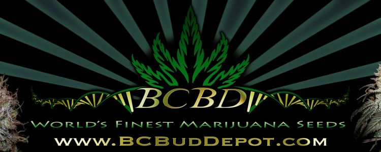 Read more about the article Girl Scout Cookies Wins Best Hybrid at LA Medical Cannabis Cup!