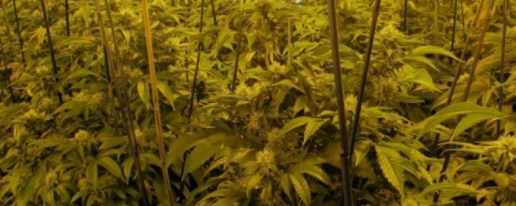 Read more about the article BC Bud Depot Medical Marijuana Grow Room Live Feeds Coming Soon!