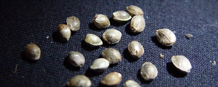 Read more about the article Mdanzig’s Sour Spyder & Sour 60 Automatics Now Available!