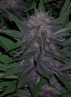 Original Blueberry Regular Marijuana Seeds