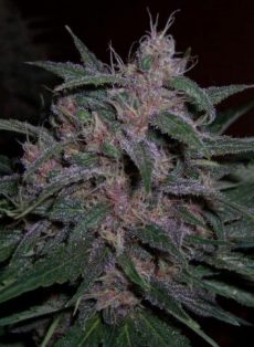 Original Blueberry Regular Marijuana Seeds