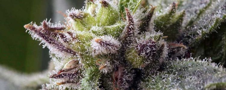 Read more about the article The Blurps Has Arrived!