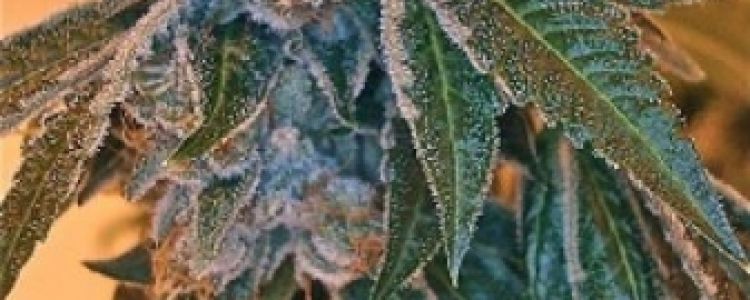 Read more about the article Kosher Kush Feminized Now in Stock!