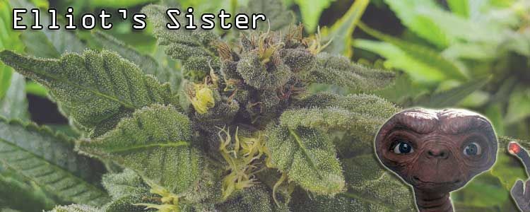 Read more about the article New Strain: The Spaceship Has Landed!