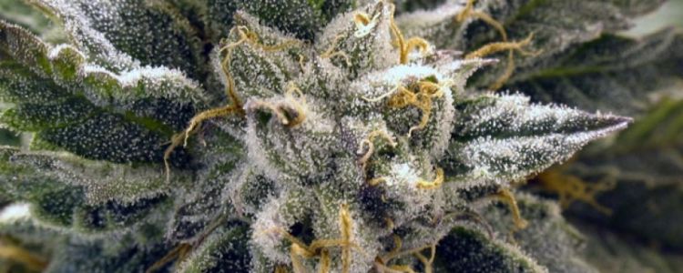 Read more about the article God Bud Wins Again In Battle of the Indicas !