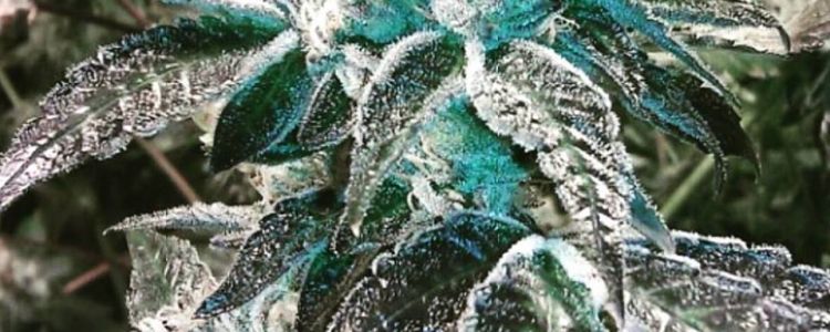 Read more about the article Feminized Girl Scout Cookies Seeds Released!