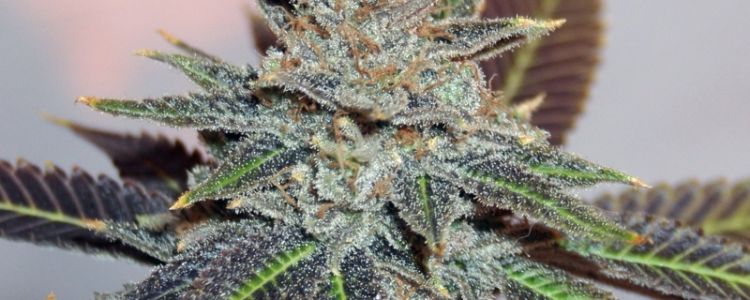 Read more about the article The BC Bud Depot Night Nurse has Arrived!