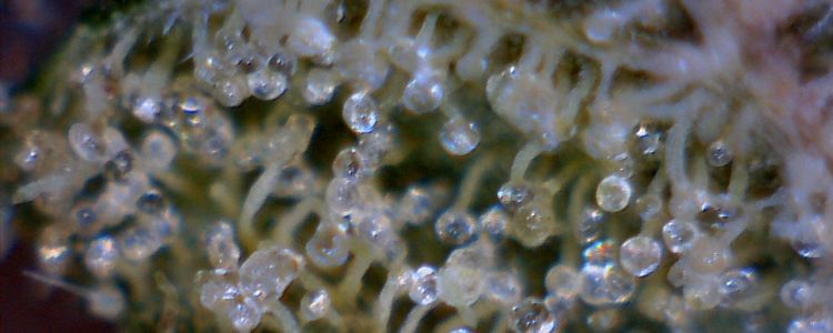 Read more about the article Crazy about Kush ? New Kush Marijuana Seeds now Available !