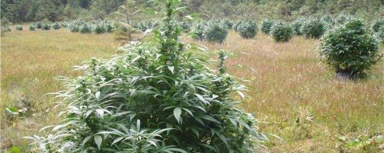 Read more about the article BCBD Pinewarp Feminized Seeds Just Released!