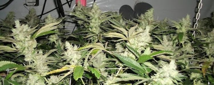 Read more about the article BC Rockstar Now Available!