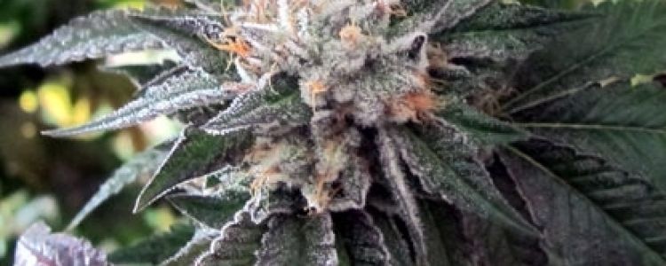 Read more about the article Japanese Shiatsu Kush Released!