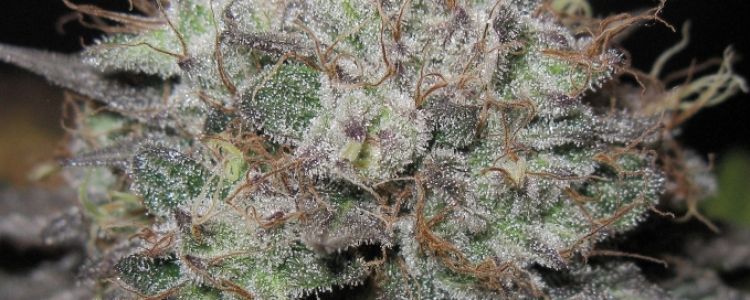 Read more about the article The Big Marijuana Seeds Finally Released!