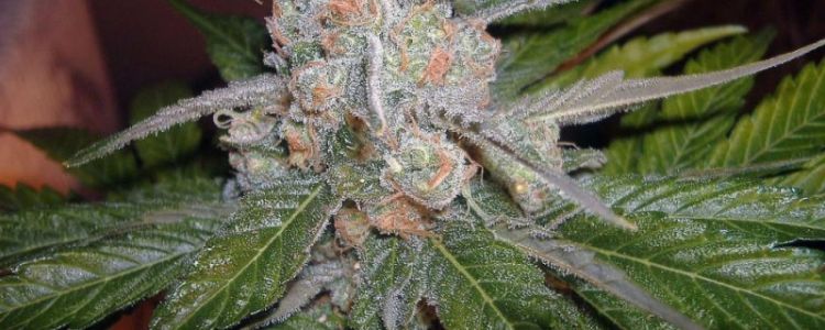 Read more about the article Brace Yourselves… It’s Almost Cannabis Cup Time !