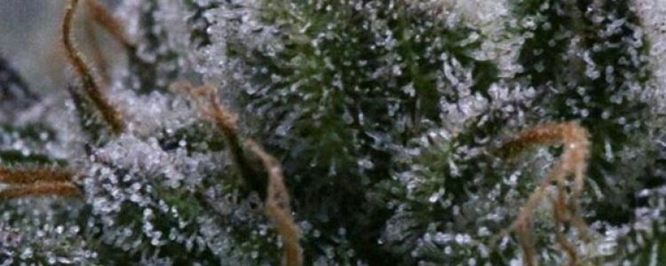 Read more about the article BC Bud Depot Releases 2 New Indica Hybrids!