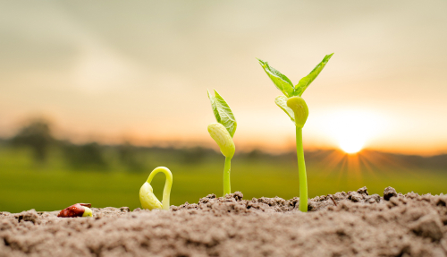 Read more about the article How Long Should You Be Germinating Cannabis Seeds: A Full Guide