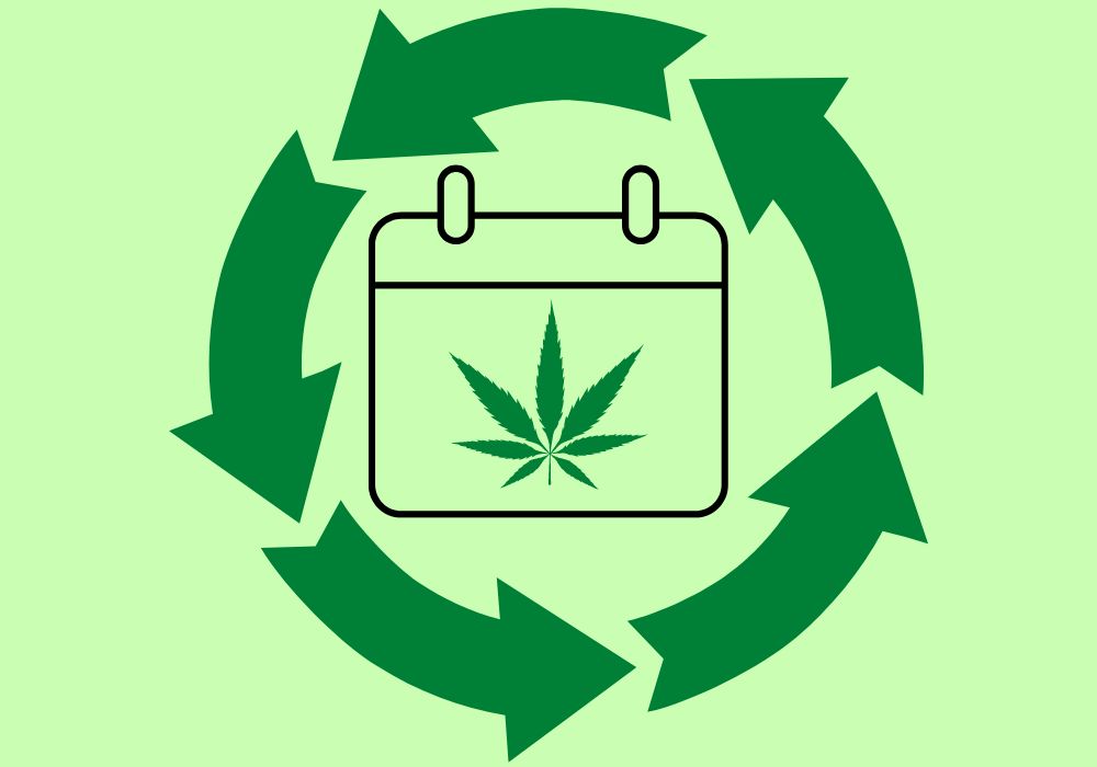 Read more about the article What’s the Best Schedule for Your Autoflower Plant?