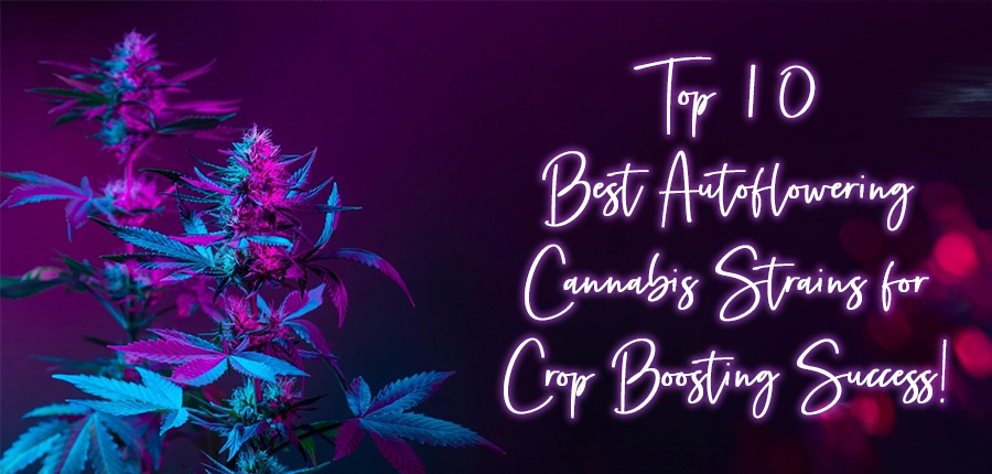 Best Autoflowering Cannabis Strains