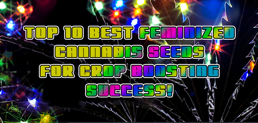 Best Feminized Cannabis Seeds