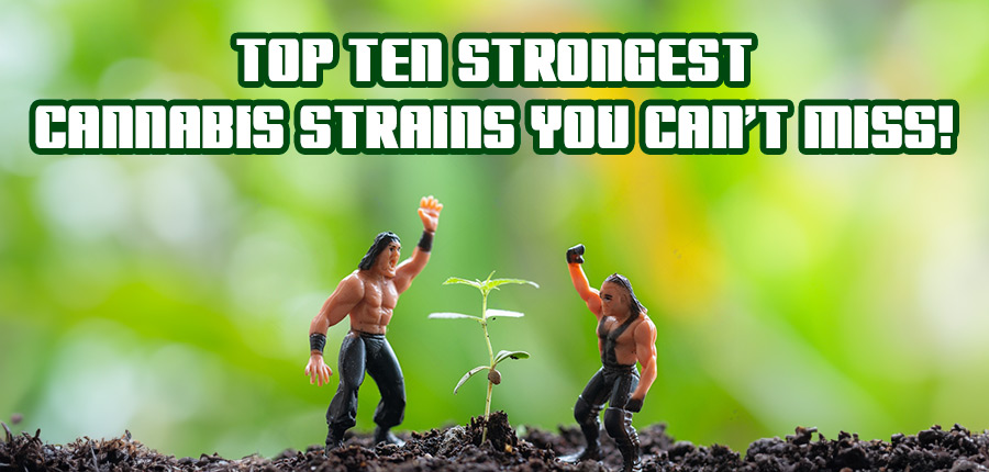 Strongest Cannabis Strains