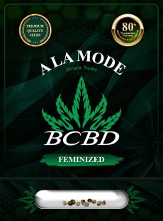 A La Mode Strain Feminized