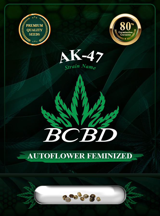 AK-47 Strain Autoflowering Marijuana Seeds