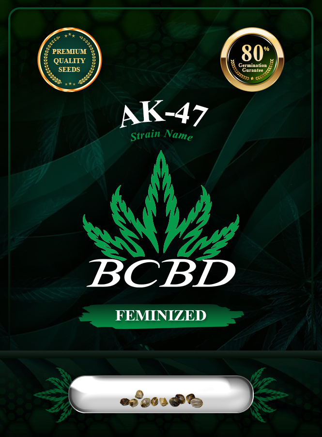 AK-47 Strain Feminized Marijuana Seeds