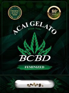 Acai Gelato Strain Feminized