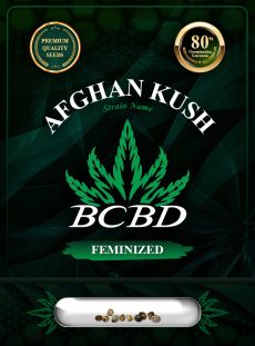 Afghan Kush Feminized