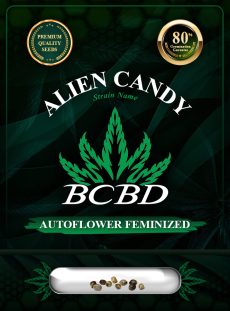 Alien Candy Strain Autoflowering