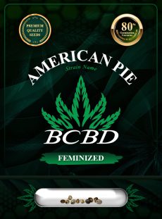 American Pie Strain Feminized