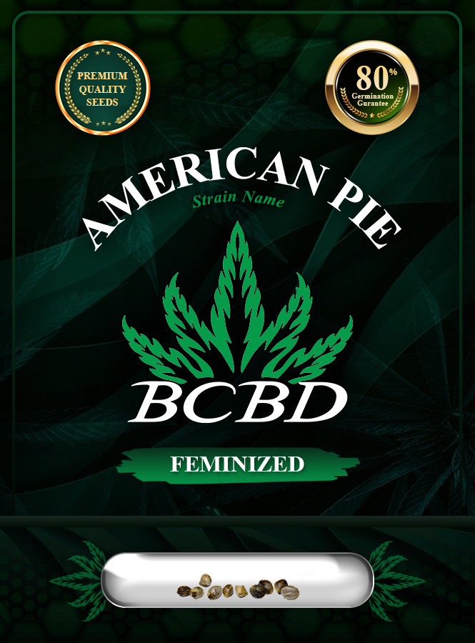 American Pie Strain Feminized Marijuana Seeds