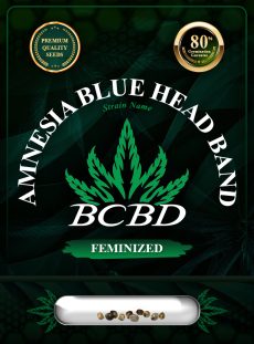 Amnesia Blue Headband Strain Feminized