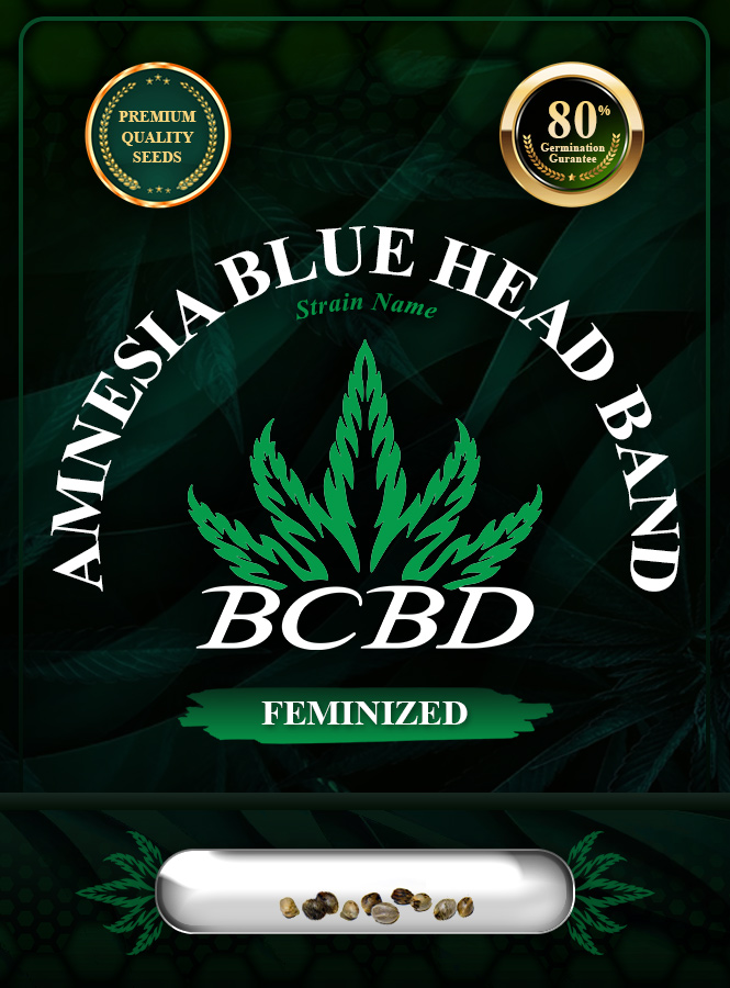 Amnesia Blue Headband Strain Feminized Marijuana Seeds