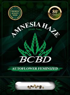 Amnesia Haze Autoflower