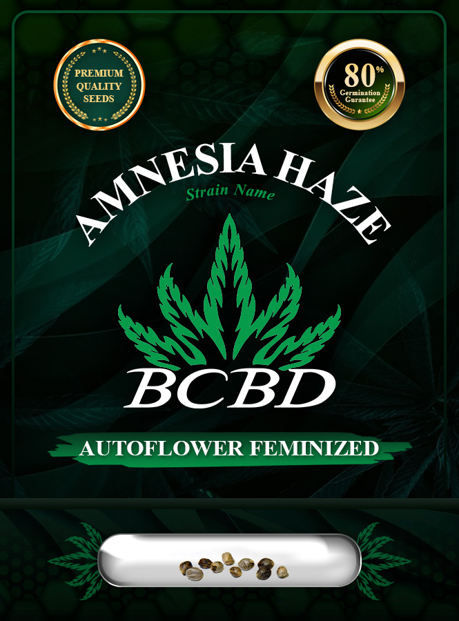 Amnesia Haze Autoflower Marijuana Seeds