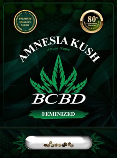 Amnesia Kush Feminized