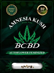 Amnesia Kush Autoflower
