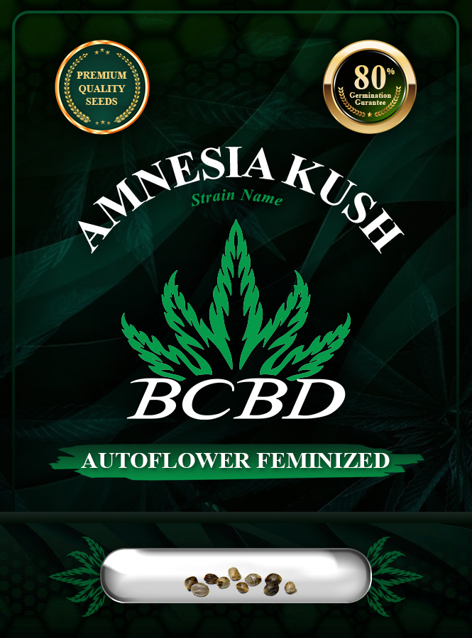 Amnesia Kush Autoflowering Feminized Marijuana Seeds