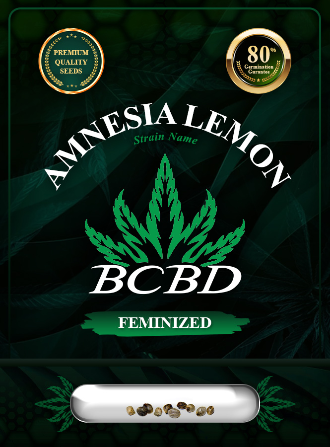 Amnesia Lemon Strain Feminized Marijuana Seeds