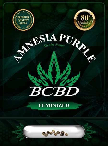 Amnesia Purple Strain Feminized