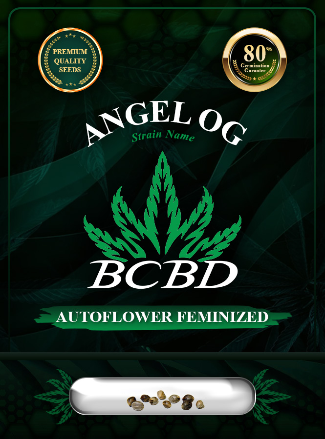 Angel OG Strain Autoflowering Marijuana Seeds