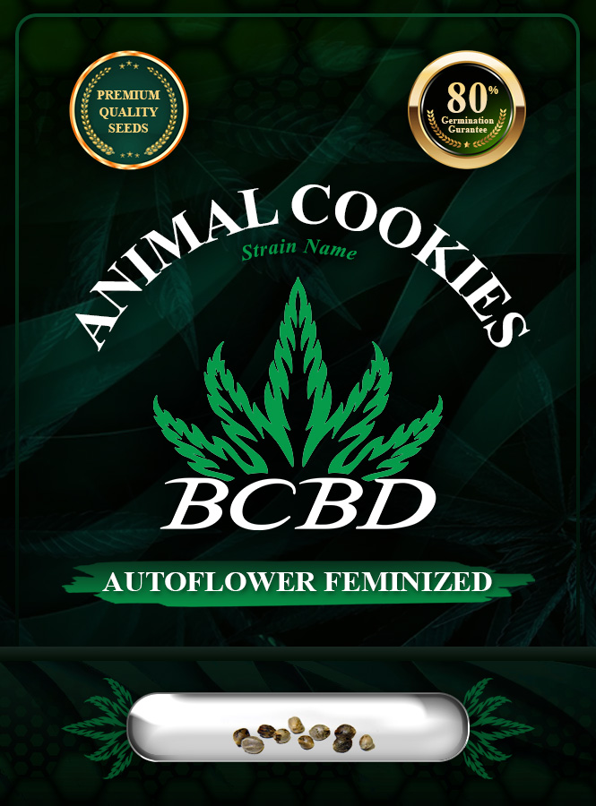 Animal Cookies Strain Autoflowering Marijuana Seeds