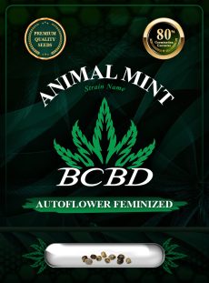 Animal Mint Strain Autoflowering