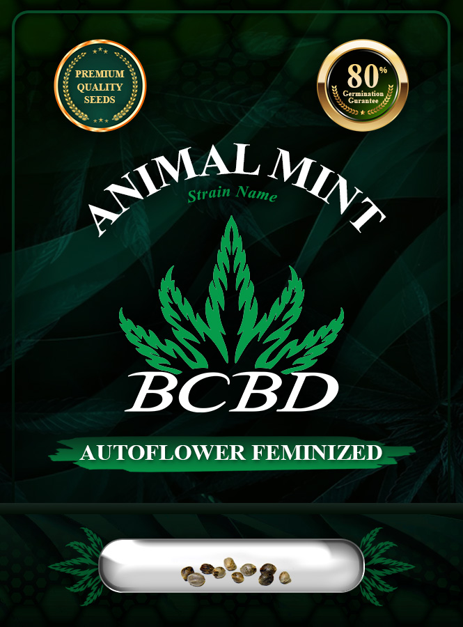 Animal Mint Strain Autoflowering Marijuana Seeds