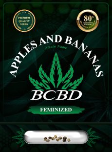 Apples and Bananas Strain Feminized