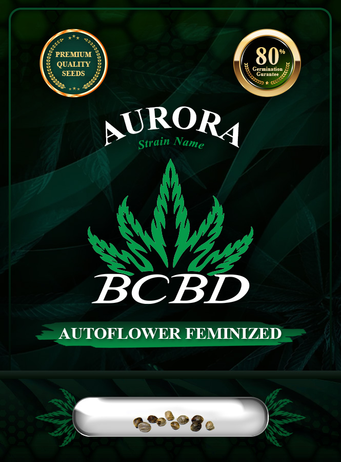 Aurora Strain Autoflowering Marijuana Seeds