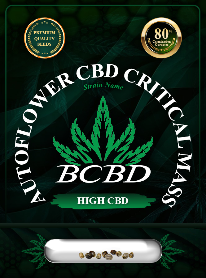 Auto CBD Critical Mass Strain Marijuana Seeds