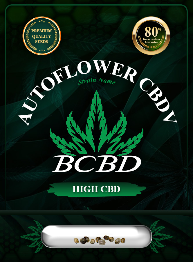 Auto CBDV Strain Marijuana Seeds
