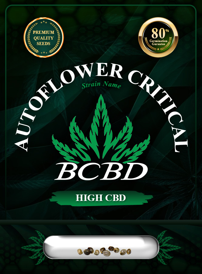 Auto Critical CBD Strain Marijuana Seeds